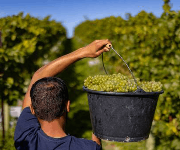 600 x 500 NyeTimber (2).png