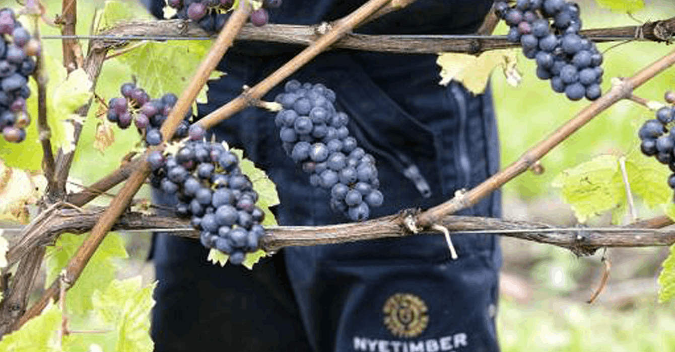 Nyetimber expects earliest ever harvest following summer heatwave
