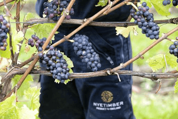 Nyetimber expects earliest ever harvest following summer heatwave