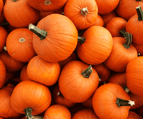 600 x 500 Pumpkins.png
