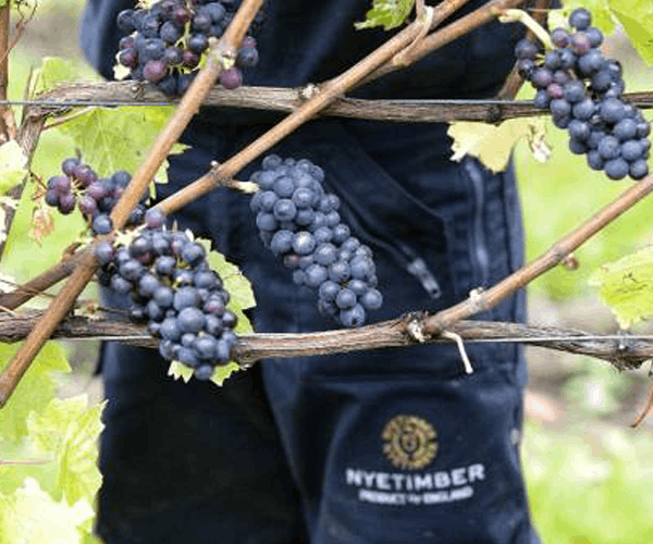 Nyetimber expects earliest ever harvest following summer heatwave
